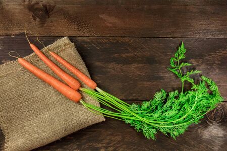 Vibrant young carrots with green leaves and copy spaceの写真素材