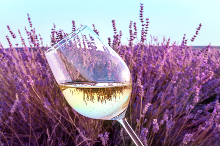 Glass of white wine in lavender fieldの写真素材
