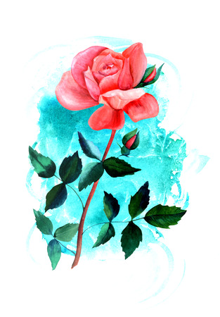 Watercolor rose drawing on turquoise blue brush strokeの写真素材