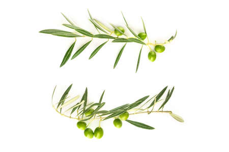 Two olive branches forming frame on white with copyspaceの写真素材