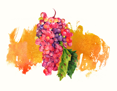 Watercolor wine grapes with leaf on golden brush strokeの写真素材
