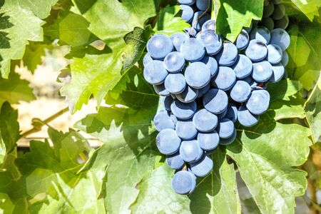 Bunch of wine grapes in vineyard before autumn harvestの写真素材
