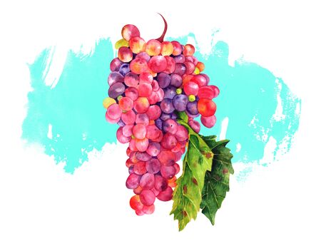 Watercolor wine grapes with leaf on teal brush strokeの写真素材