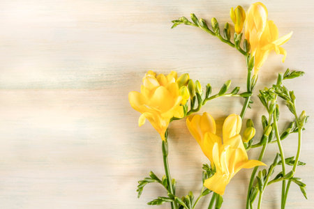 Spring design template with yellow freesia flowers and copy spacの写真素材