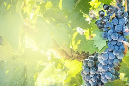 Bunch of wine grapes in vineyard before autumn harvestの写真素材
