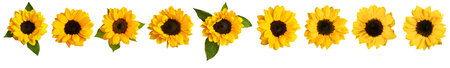 Set of photos of shiny yellow sunflowers, isolated on whiteの写真素材