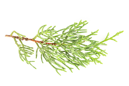 A photo of a green thuja branch on a white backgroundの写真素材