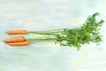 Vibrant organic orange carrots with green leafy tops, shot from above on a teal background with a place for textの写真素材