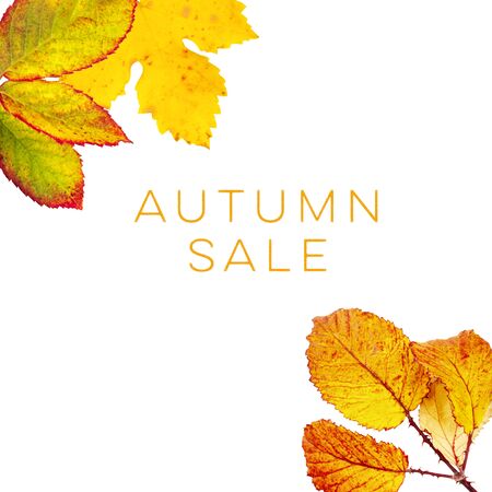 Autumn Sale, a discount banner or flyer design with vibrant yellow fall leaves and a place for text and logoの写真素材