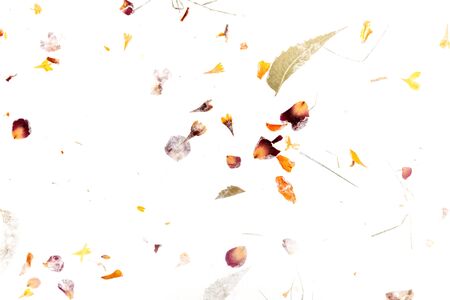 Abstract autumn texture. Scattered dry leaves and petals on a white backgroundの写真素材