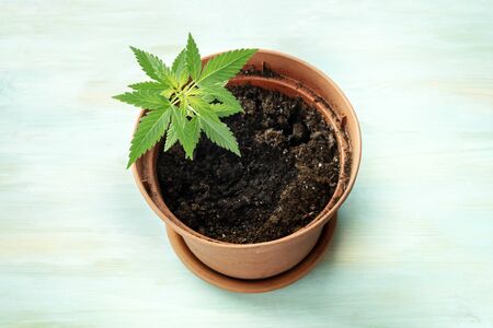 Growing cannabis at home. A hemp plant in a pot on a teal backgroundの写真素材
