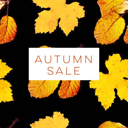 Autumn Sale, a discount banner or flyer design with vibrant yellow fall leaves on a black backgroundの写真素材