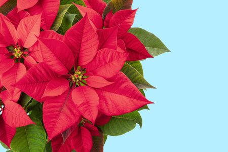 Poinsettia, Christmas flower, on a blue background with a place for textの写真素材