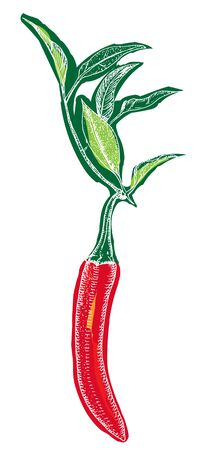 Vector red chili pepper, a hand-drawn illustration on a white backgroundのイラスト素材