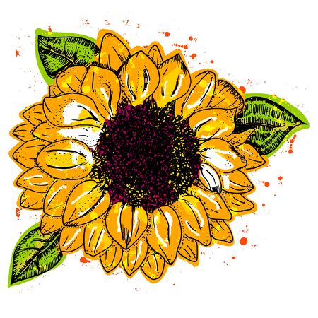 Sunflower, vector watercolor, isolated on a white backgroundのイラスト素材