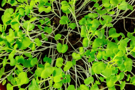 Micro greens close-up, fresh sprouts, shot from the top