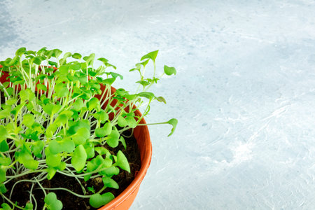 Microgreens close-up in a pot with copy space