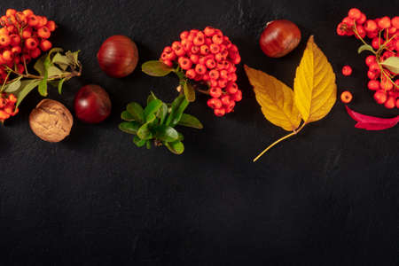 Autumn design template with a place for text. Autumn leaves and chesnuts, overhead flat lay shotの写真素材