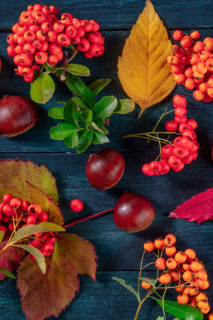 Autumn flatlay on a dark blue background. Fall leaves and chesnuts