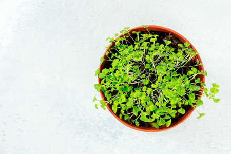 Micro greens, overhead shot in a potの写真素材