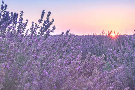 Lavender fields landscape with the rising sunの写真素材