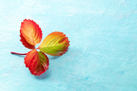 Vibrant autumn leaf on a blue background with a place for text. Minimal fall design with copy space