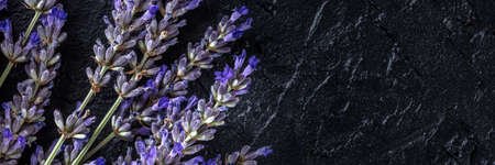 Lavender panorama, shot from above with a place for text. Lavandula plant in bloom panoramic bannerの写真素材