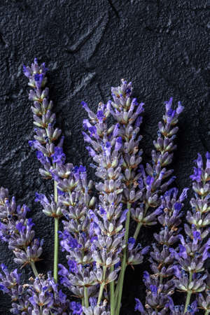 Lavender in bloom, lavandula flowers, shot from above on a black background, organic aromatic plantの写真素材