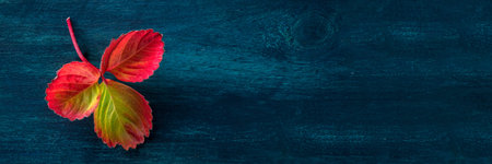 Colorful autumn leaf panorama on a dark blue wooden background, fall season panoramic banner with a...