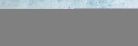 Lavender panorama on a blue background, a bunch of lavandula plants, aromatic herb panoramic bannerの写真素材