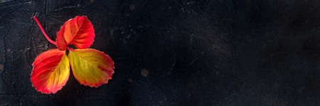 Colorful autumn leaf panorama on a black background, fall season panoramic banner with a place for textの写真素材