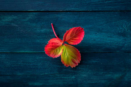 Colorful autumn leaf on a dark blue wooden background, fall season conceptの写真素材