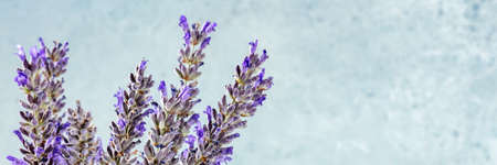 Lavender panorama with copy space. Lavandula plants panoramic banner with a place for textの写真素材