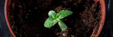 Cannabis plant sprout in a pot panorama. Growing medicinal marijuana at homeの写真素材