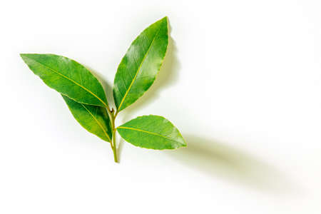 Bay leaf. A branch of laurel leaves with a shadow, overhead flat lay shot on a white backgroundの写真素材