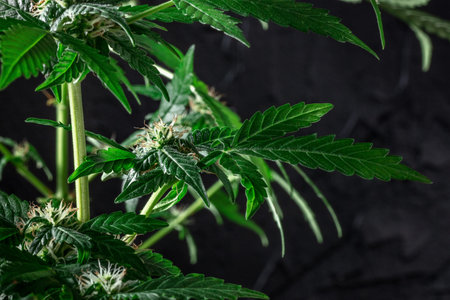 Flowering cannabis plants with green leaves and white and yellow flowers on a black background....