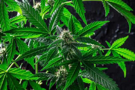 Flowering cannabis plants with vibrant green leaves and white and yellow stigmas. Growing marijuana...