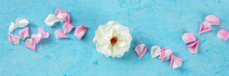 Floral panorama with a white rose and petals on a blue background, overhead flat lay panoramic...