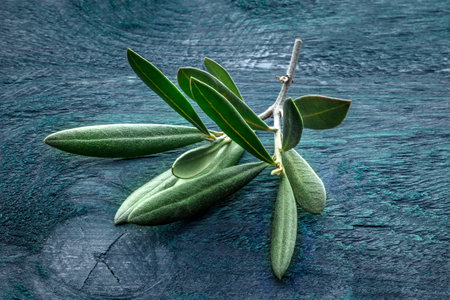 Olive branch with vibrant green leaves on a rustic wooden tableの写真素材