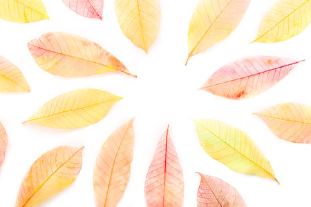 Autumn leaves frame on a white background. Painted skeleton leaves with copy space. Fall bannerの写真素材