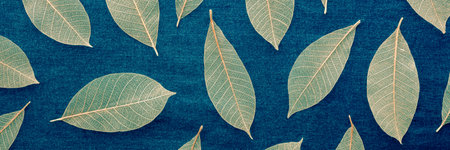 Autumn leaves background. Skeleton leaves on a blue texture. Fall panoramic bannerの写真素材