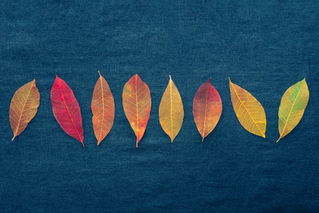 Autumn leaves background. Skeleton leaves on a blue texture, with copy space. Fall bannerの写真素材