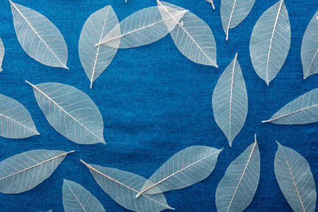 Autumn leaves frame on a blue background. Skeleton leaves with copy space.の写真素材