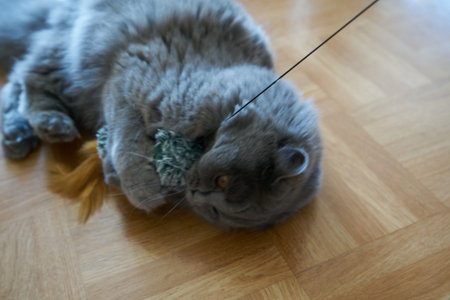 adorable british longhair cat with gray fur lying down and playing