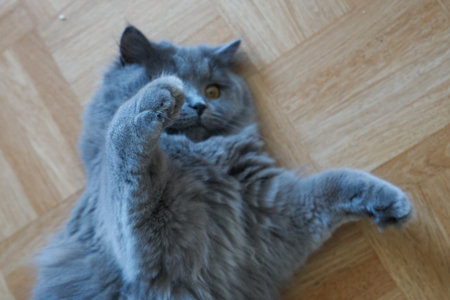 adorable british longhair cat with gray fur lying down and playing