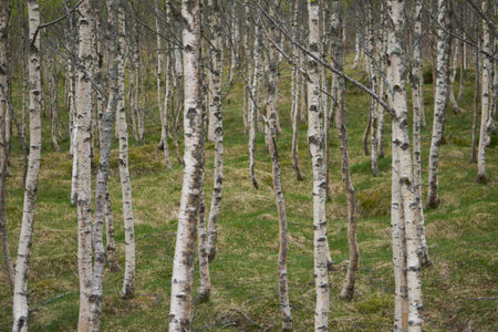 Trunks of birch trees in a spring forest with first greens