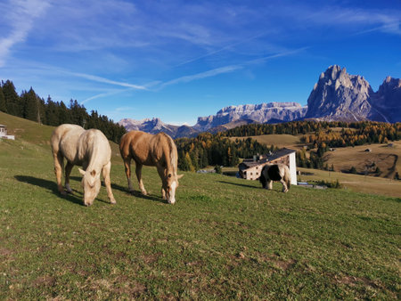 Haflinger Horse at Seiser Alm with famous Schlern Mountain in Background,South Tirol,Italyの写真素材