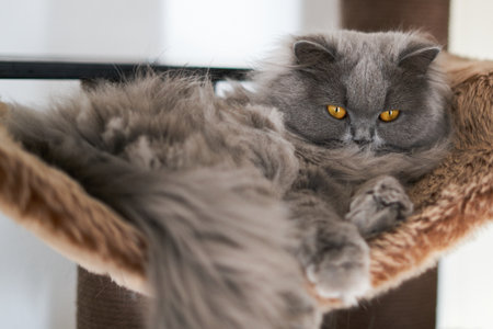 british long hair cat with beautiful yellow eyes laying comfortableの写真素材