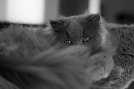 black and white british long hair cat looking curious with yellow golden eyes and hiding her face...