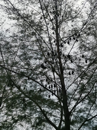 flying foxes hanging on trees while sleepingの写真素材
